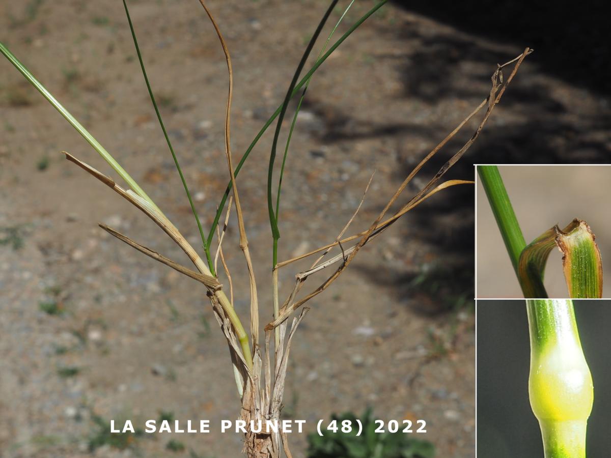 Fescue, Various -leaved leaf